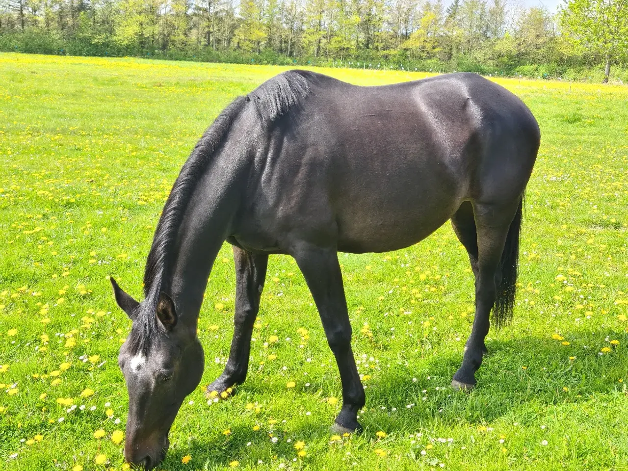 Billede 5 - Oldenborg/ dv blanding.  