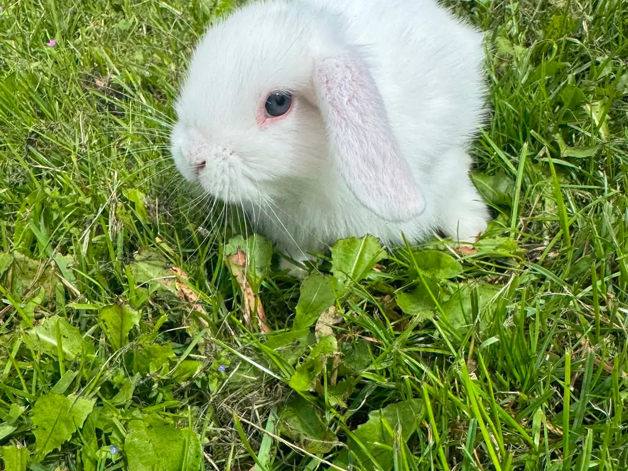 Billede 1 - Dværg vædder kaninunger 🐰
