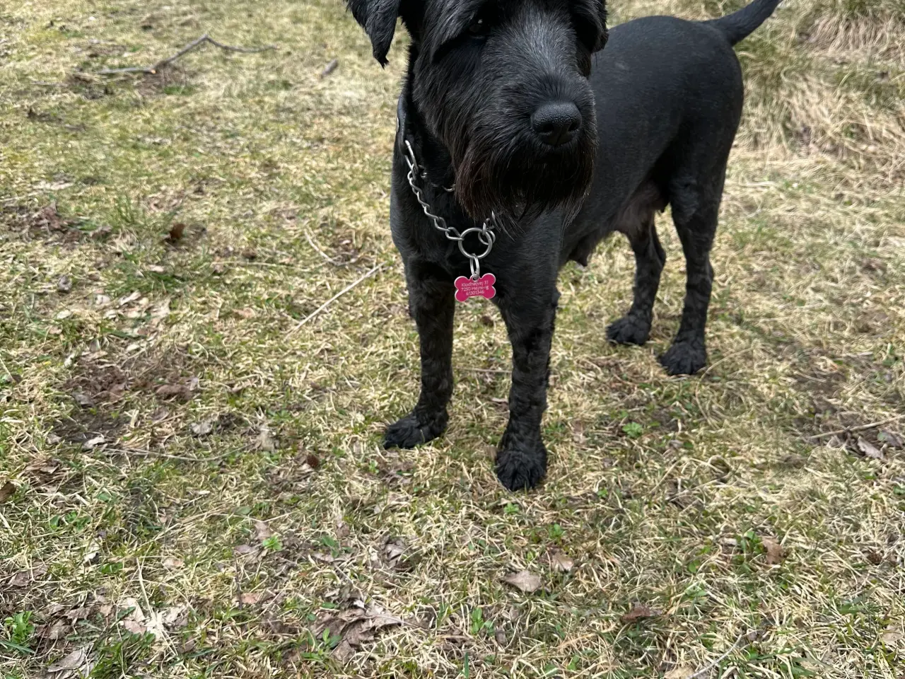 Billede 4 - Schnauzer mellem - hvalpe sort