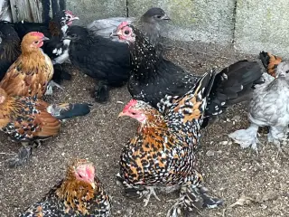 Mille fleur
