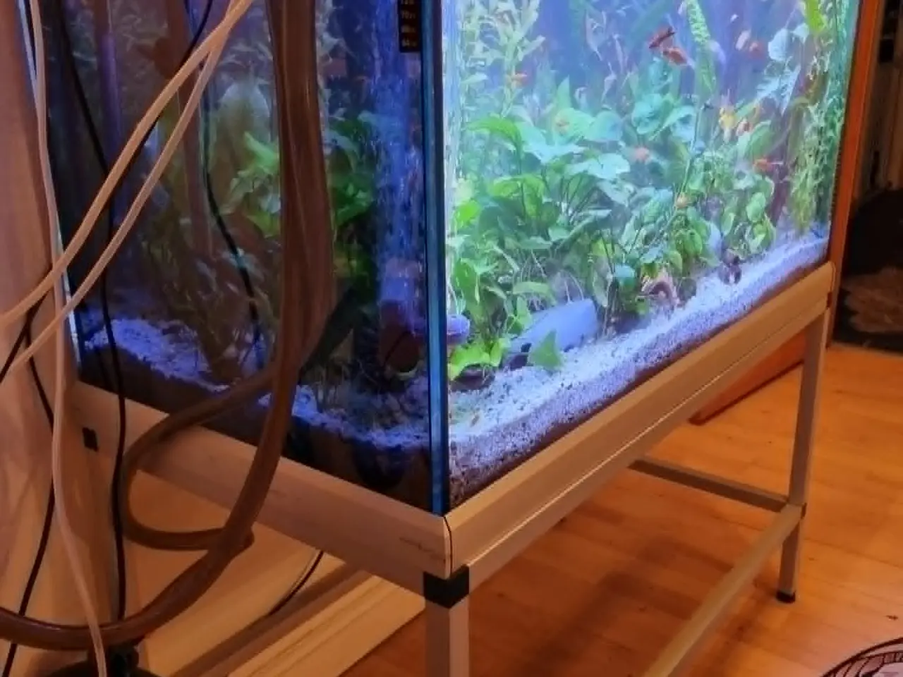 Billede 5 - Akvarie 278L med indhold