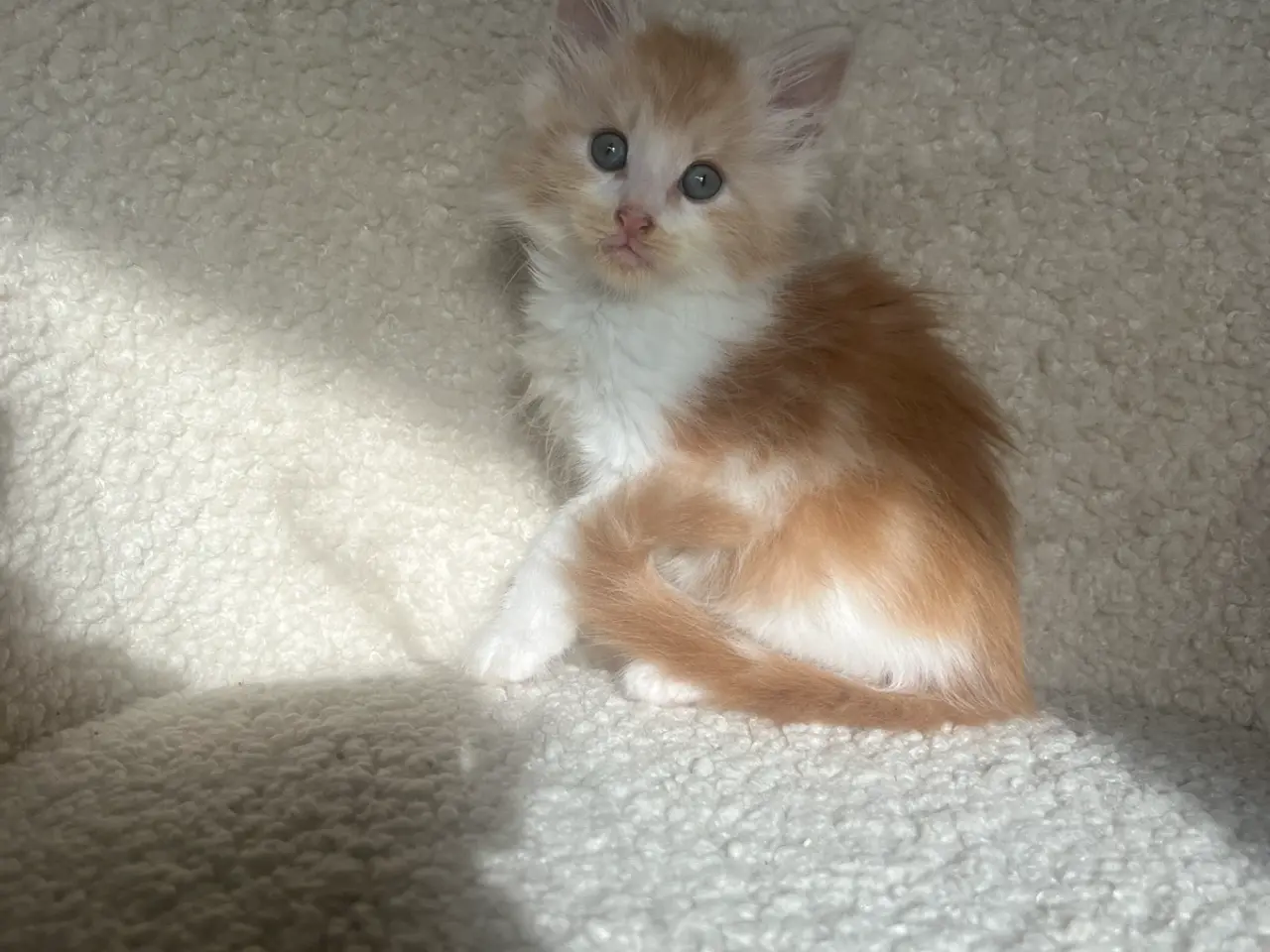 Billede 1 - Mainecoon killling