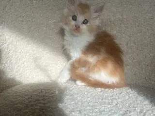 Mainecoon killling 
