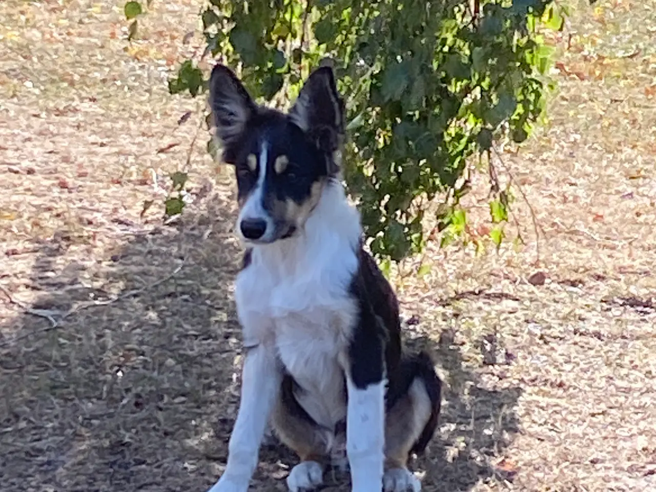 Billede 8 - Border Collie