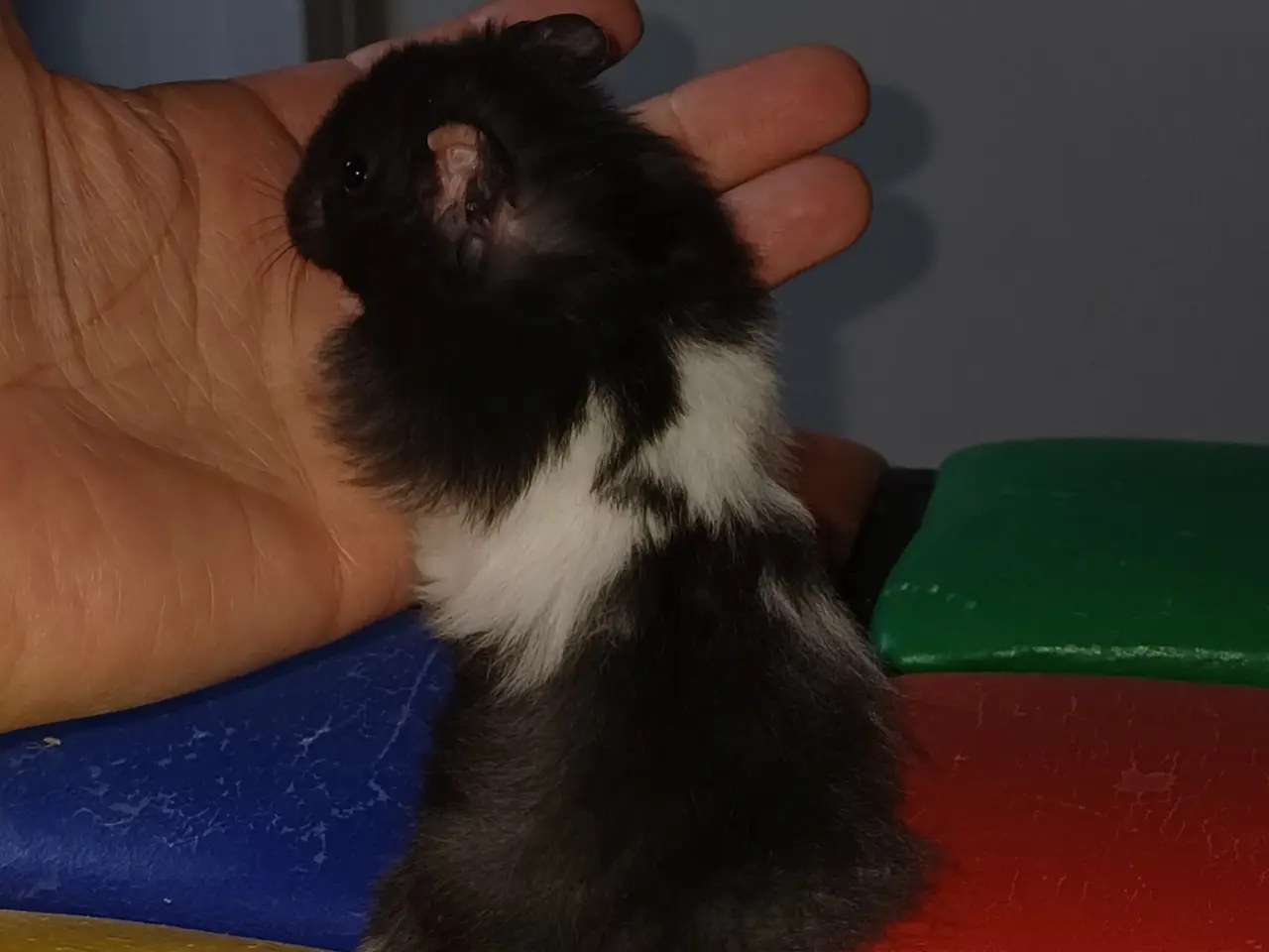 Billede 1 - Guldhamster unger (langhårede)
