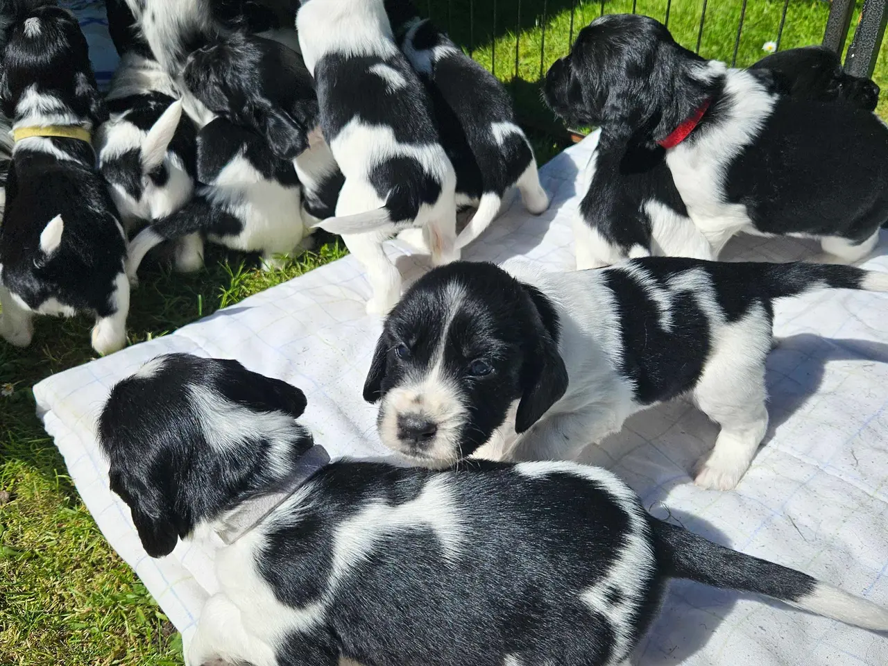 Billede 13 - Engelsk springer spaniel 