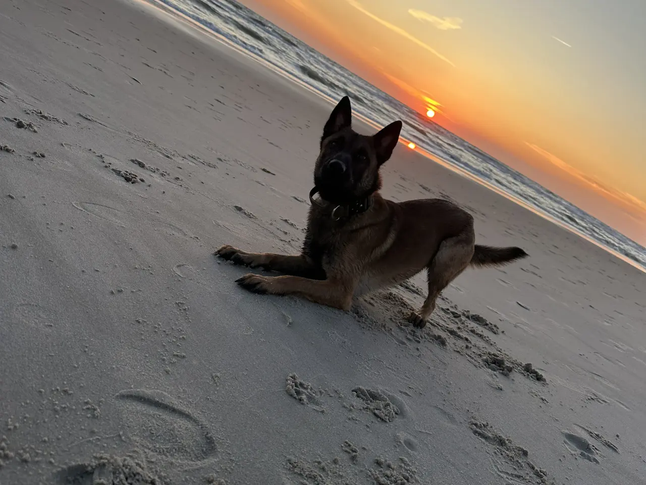 Billede 2 - Belgisk Malinois 2 år