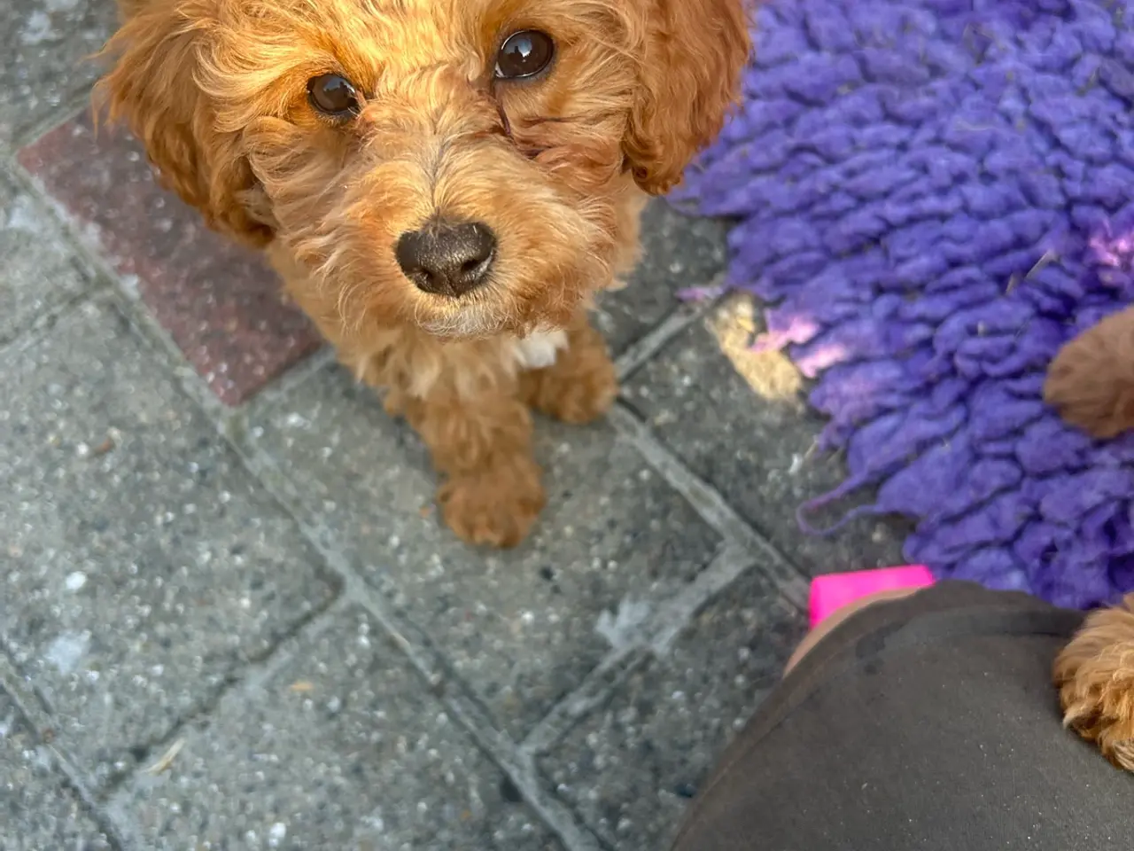 Billede 2 - Cavapoo hvalp / tæve klar til at flytte hjemmefra