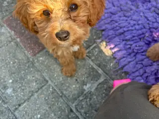 Cavapoo hvalp / tæve klar til at flytte hjemmefra 
