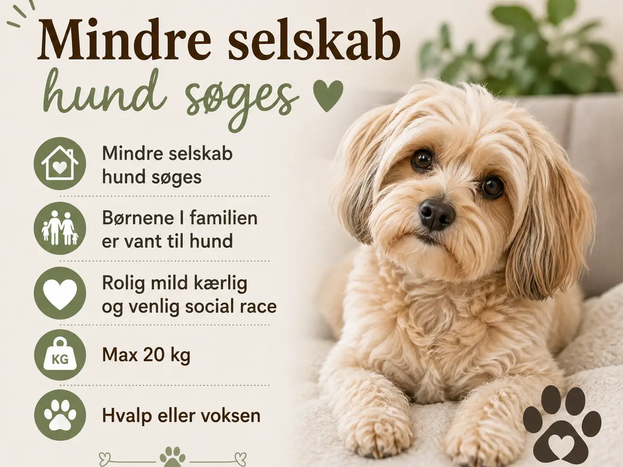 Billede 1 - Hund op til 20 kg søges