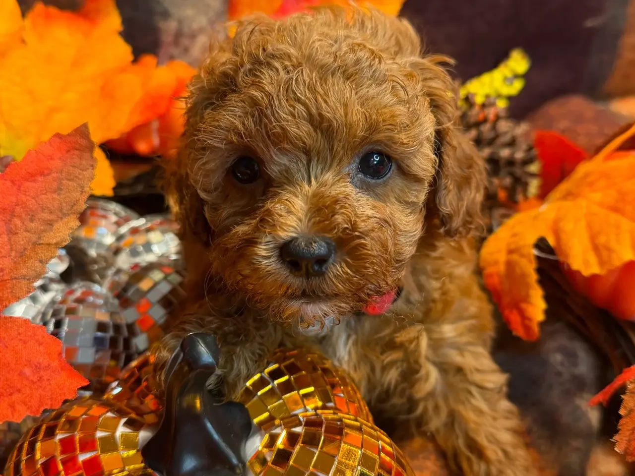 Billede 15 - Skønne mini Maltipoo hvalpe