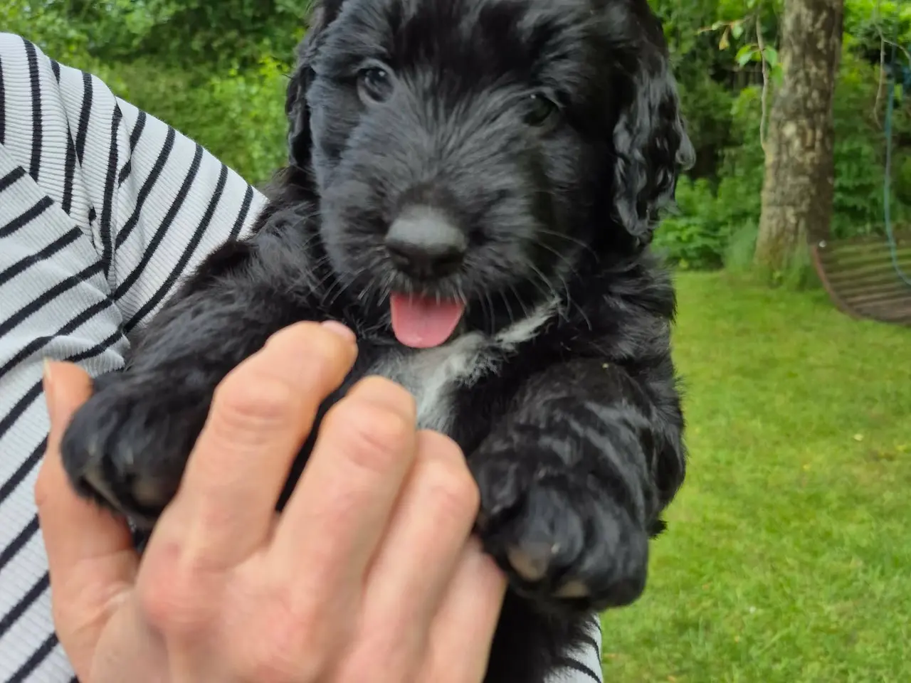 Billede 4 - Berner/Golden doodle.... ikke labradoodle