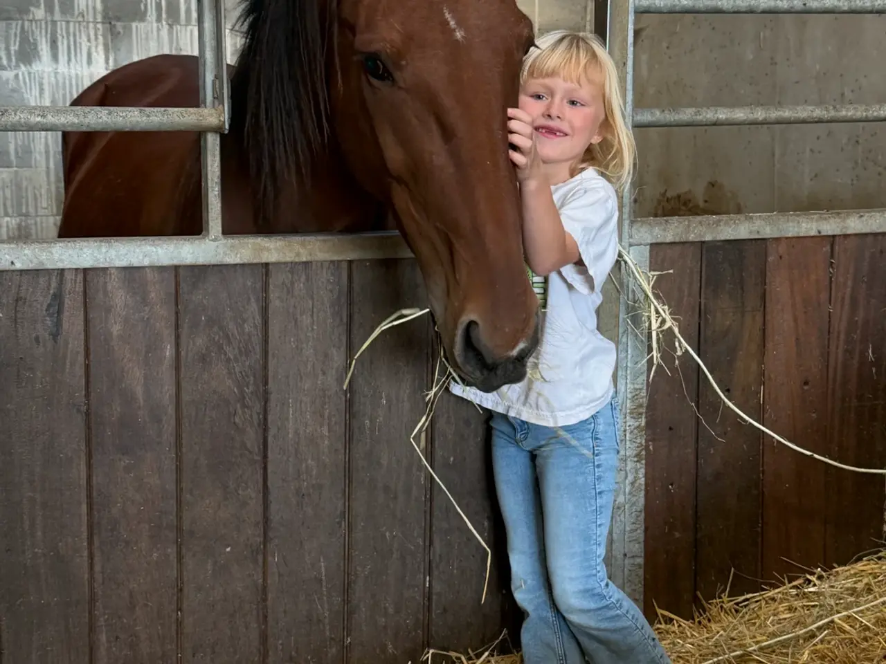Billede 1 - Traver vallak 10år
