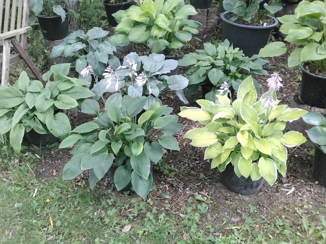 Billede 1 - Store Hosta planter I store 12L potter