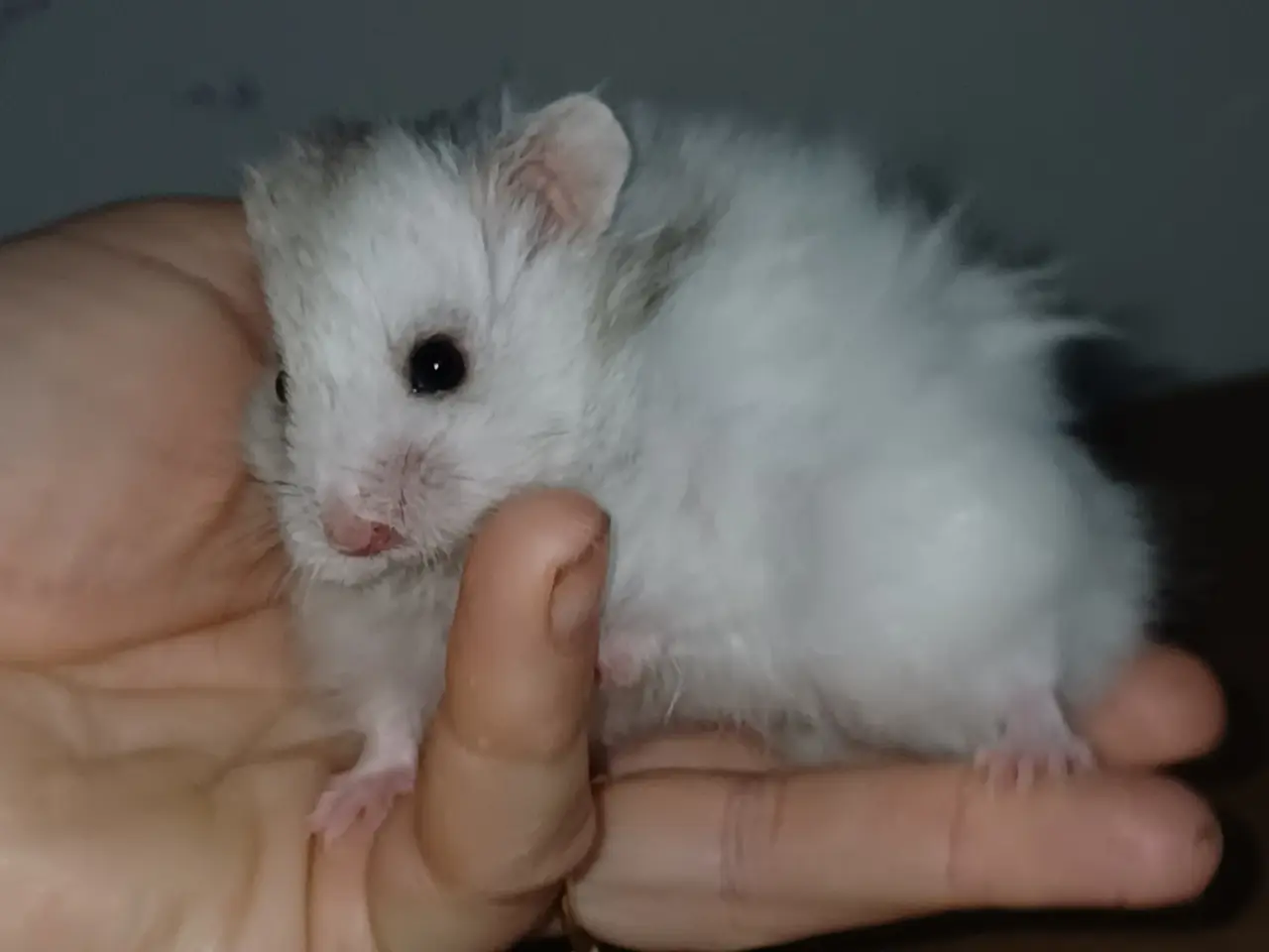 Billede 1 - Guldhamster unger