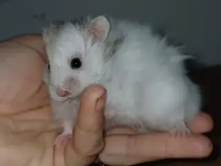 Guldhamster unger 