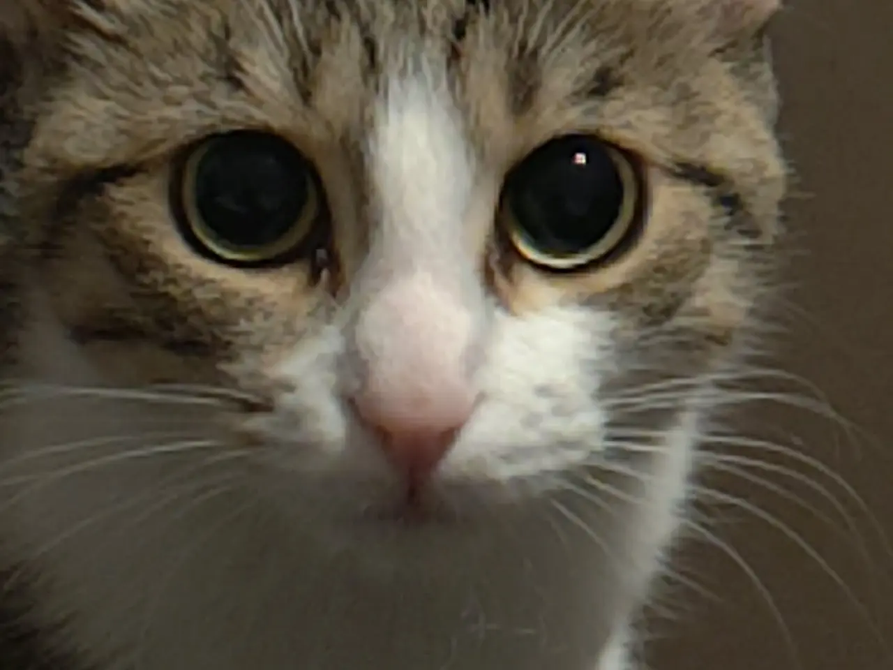 Billede 4 - Kælen kat