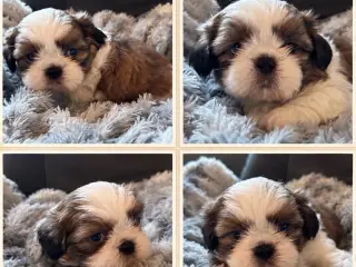 Ægte Shih Tzu hvalpe sælges
