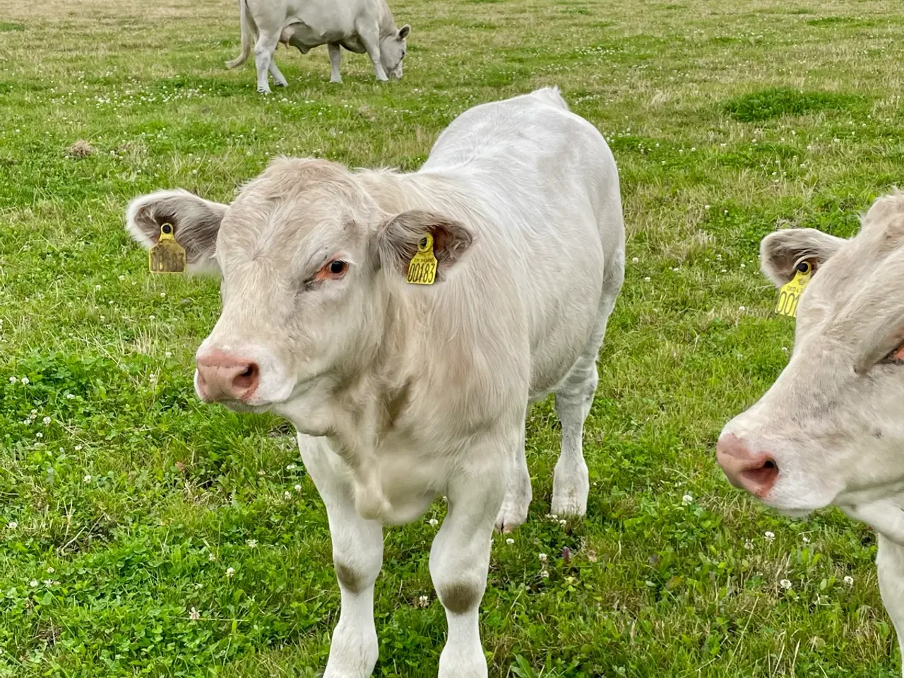 Billede 4 - Charolais tyrekalve 