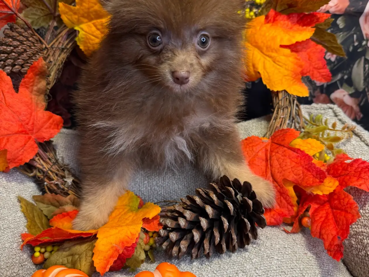 Billede 18 - 🐾💙 2 SMUKKE POMERANIA-DRENGE 💙🐾