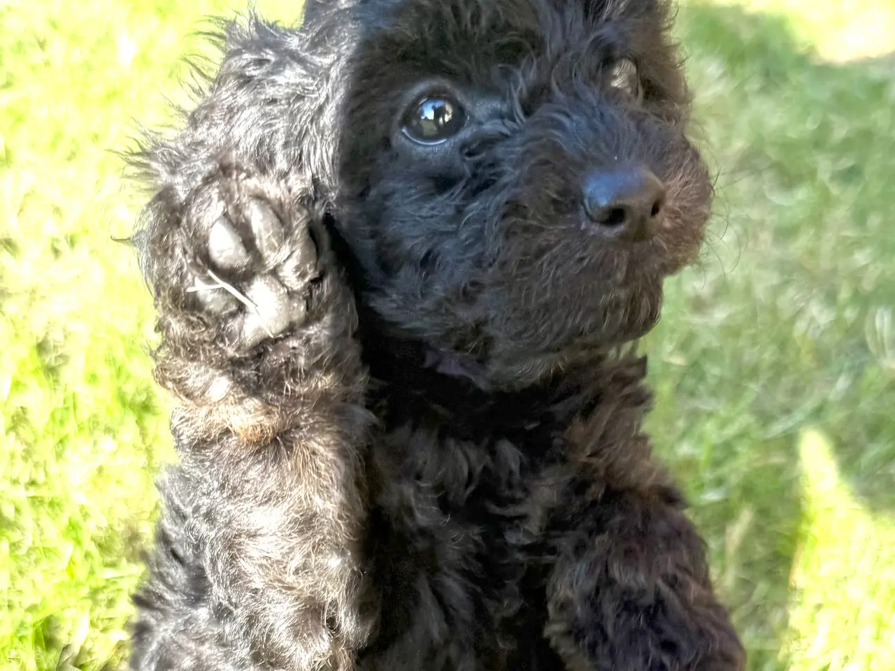 Billede 2 - Cavapoo hvalpe