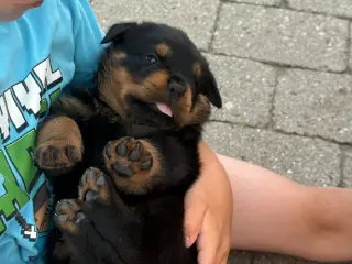 Store og sund Rottweiler hvalpe søger nyt hjem - 4