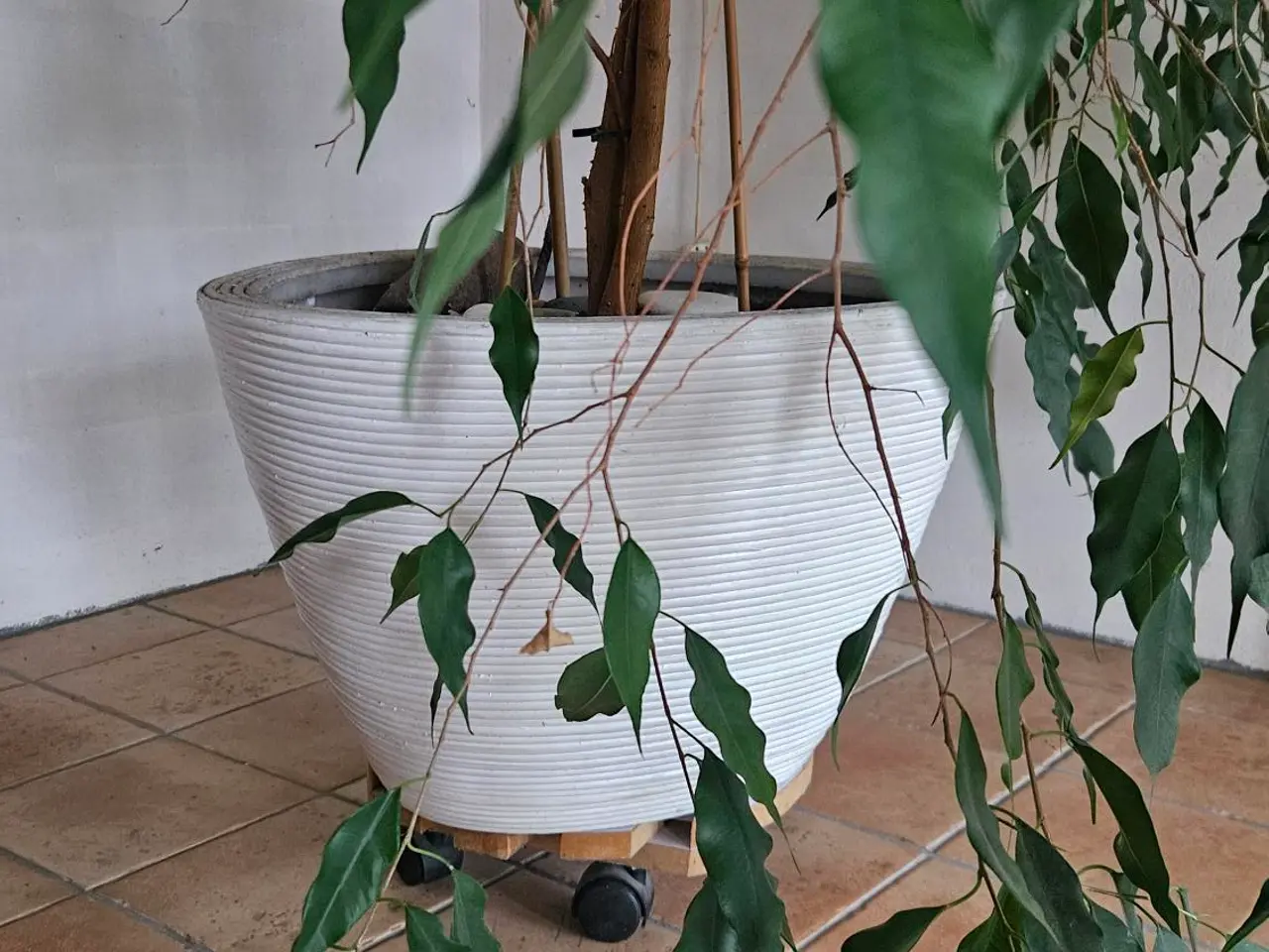 Billede 3 - Stor og flot stuebirk (Ficus benjamina) 
