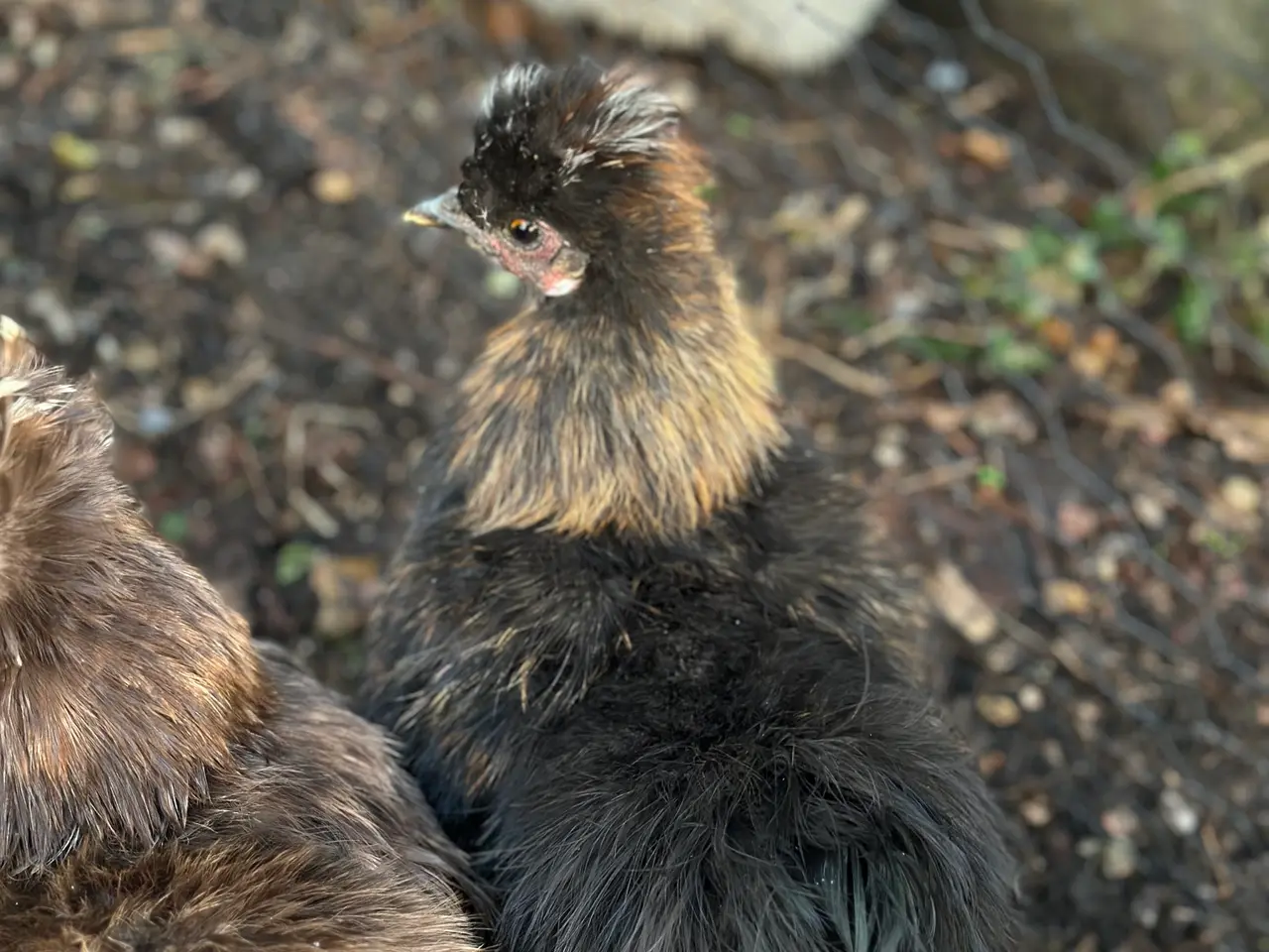Billede 2 - Silkie sælges 