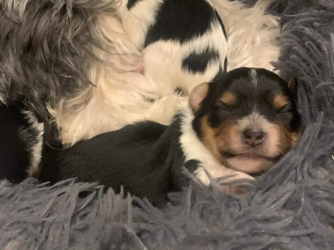 Billede 8 - Biewer Terrier til avl – parring tilbydes
