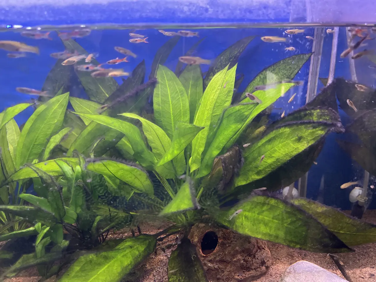 Billede 5 - 2 x Aqua stabil Family 112