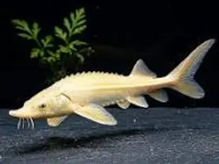 STØR. GOLD. BLUE EYE. ((15-18 CM)) FÅ MÆNGDE RABAT