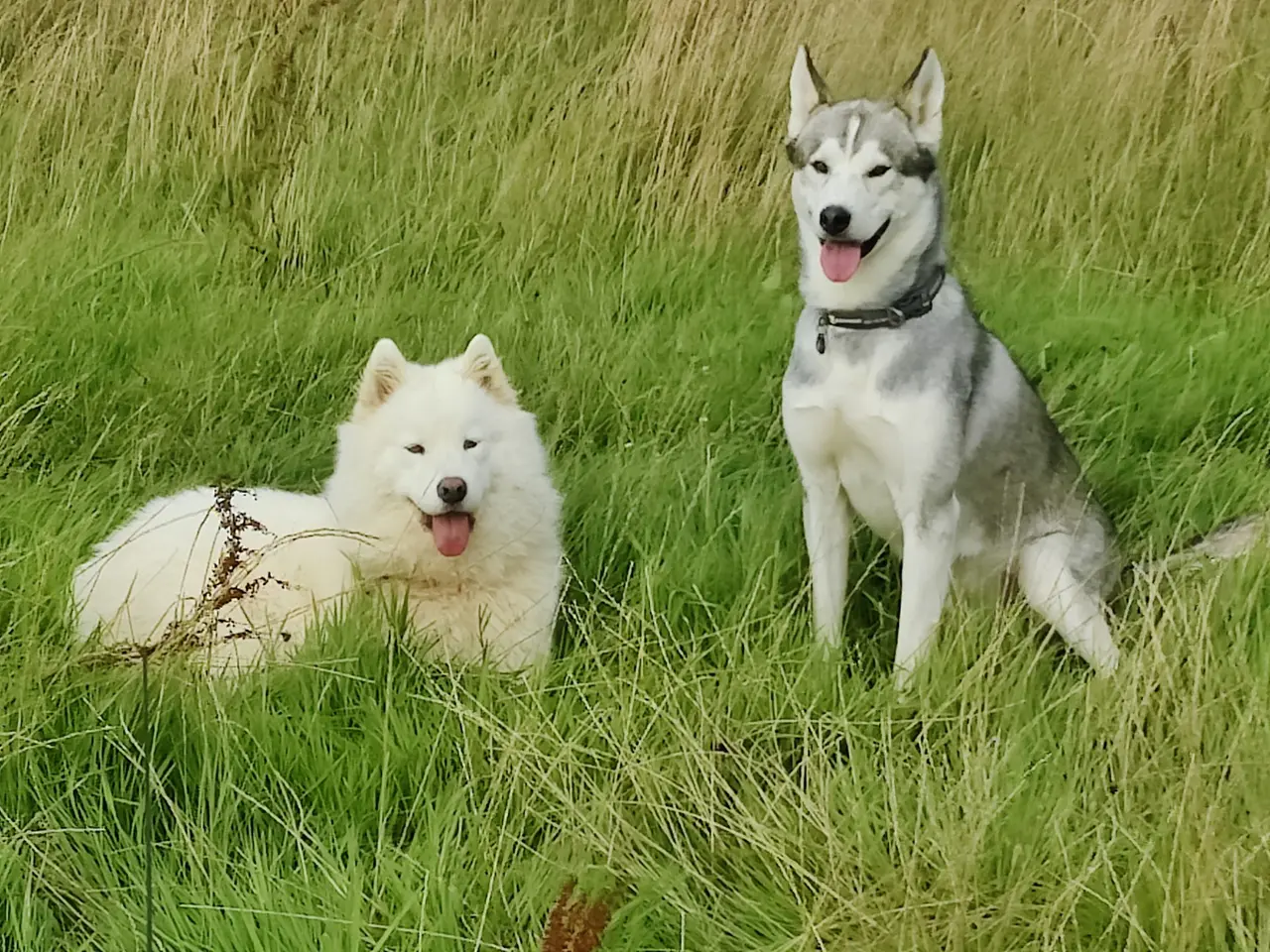 Billede 1 - Siberian husky og samojede hvalpe sælges