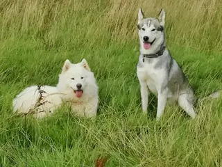 Siberian husky og samojede hvalpe sælges