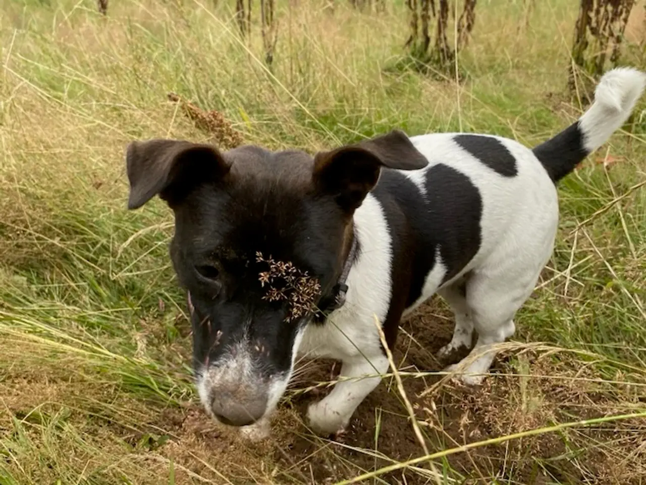 Billede 1 - Søger han hund