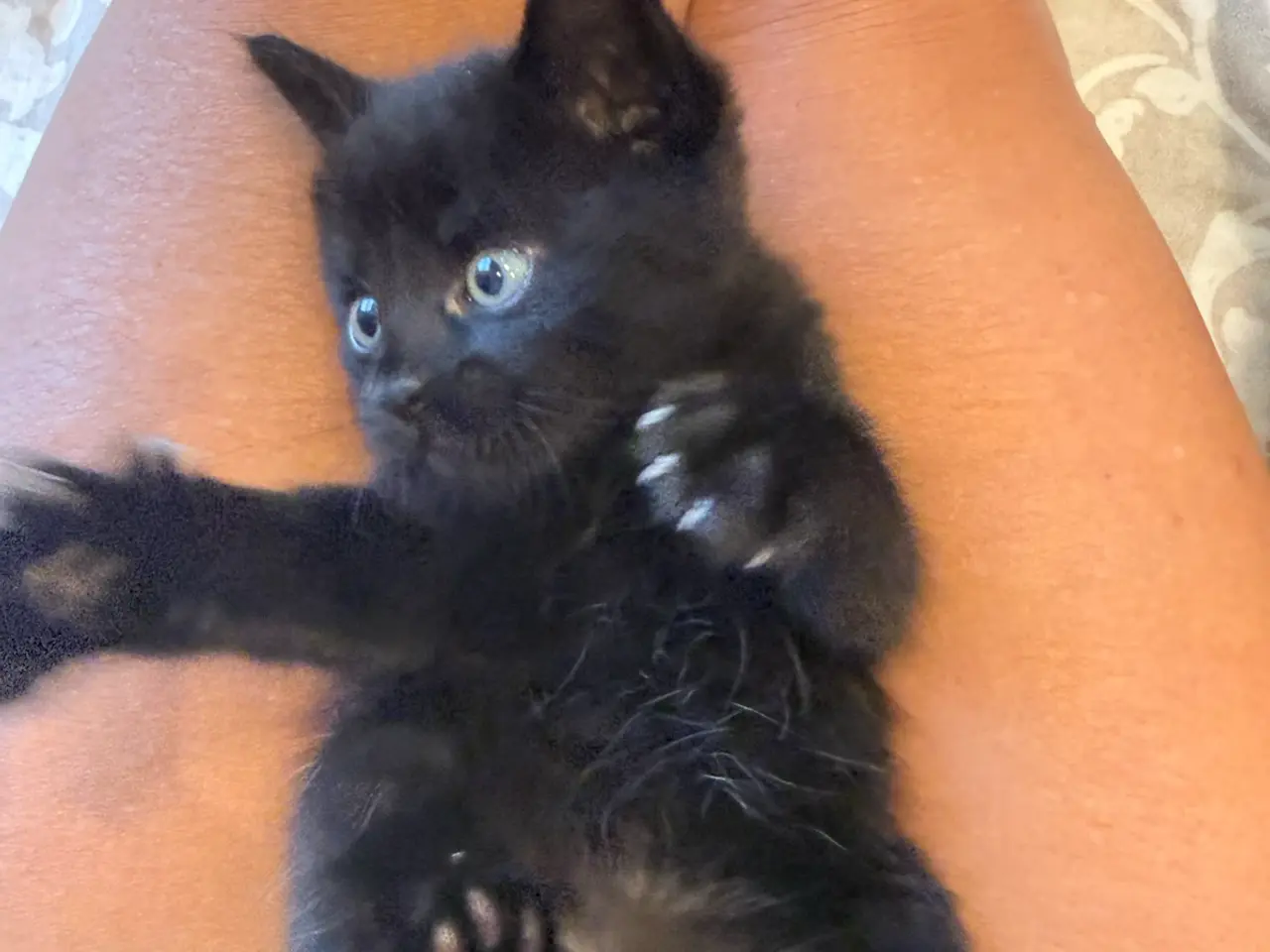 Billede 8 - Blandingskilinger ( 25% maincoon)