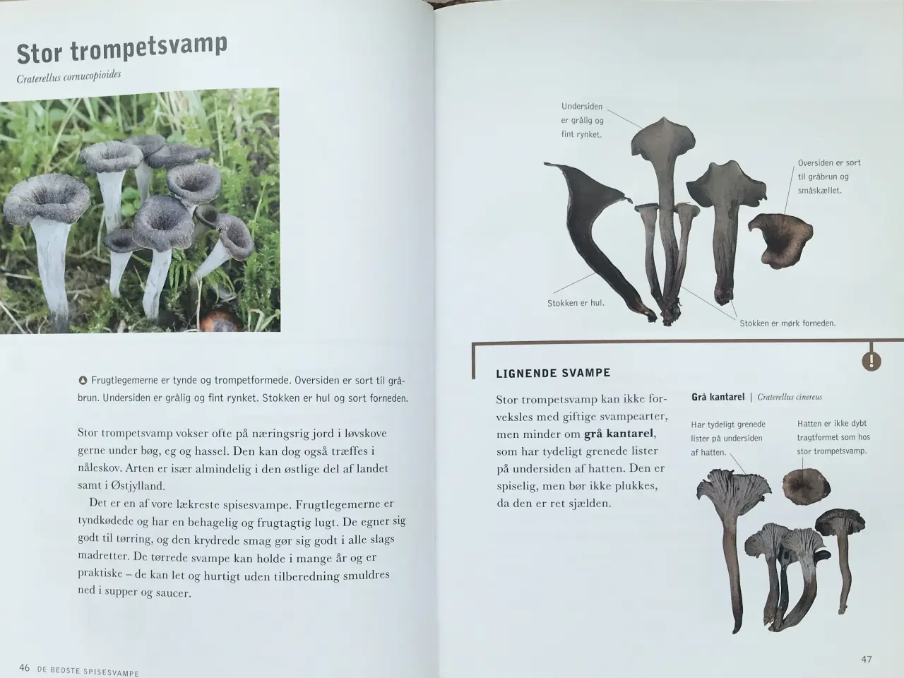 Billede 6 - De bedste spisesvampe, Michael Krikorev