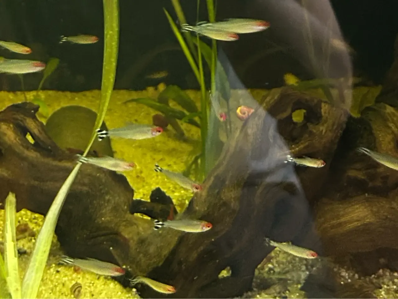 Billede 11 - 🔥🐟 Rødnæsetetra – perfekte stimefisk til akvarie