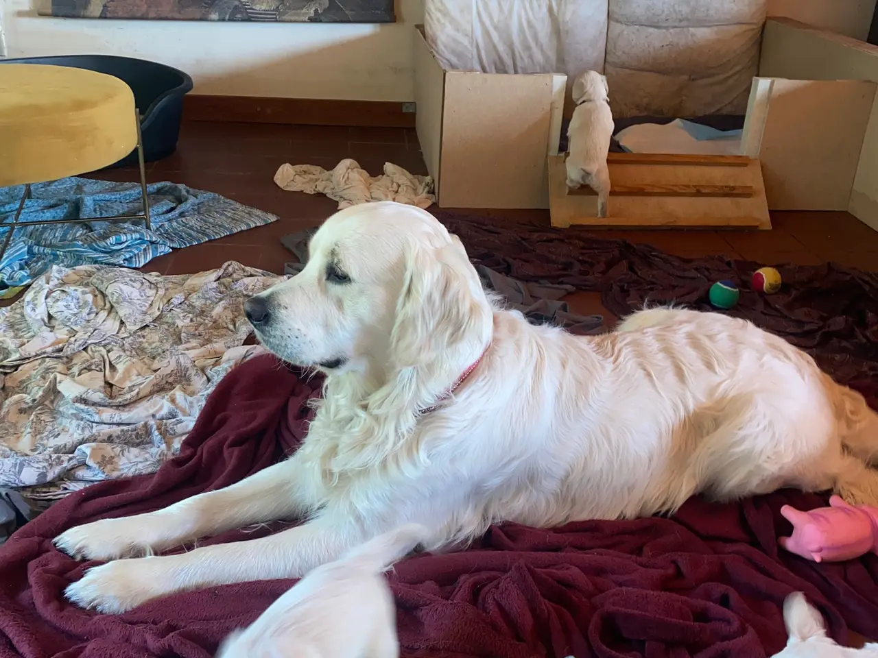 Billede 3 - Doodle retriever hvalpe