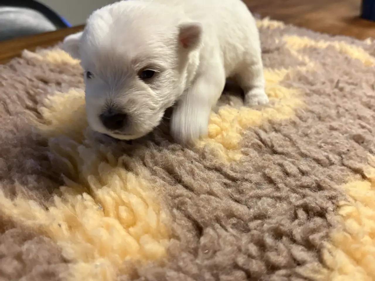 Billede 4 - Skønne Westie hvalpe søger kærlige hjem 🐾