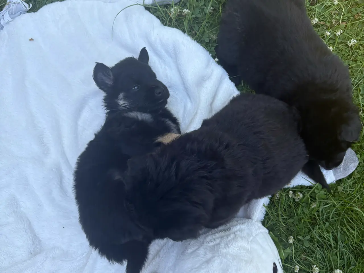 Billede 18 - Blandings hvalpe eurasier/golden