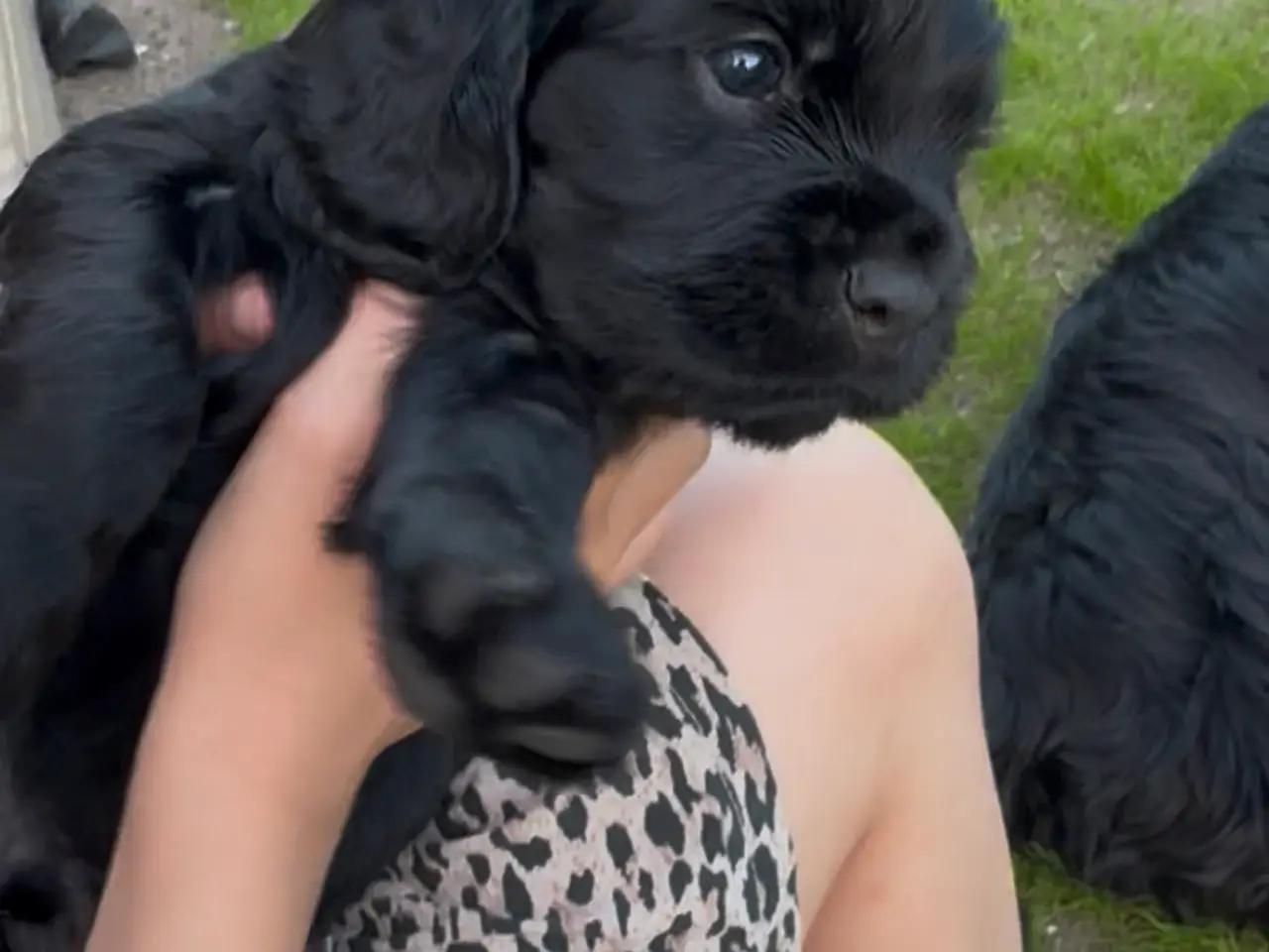 Billede 2 - Cockerspaniel/ cavalier hvalpe 