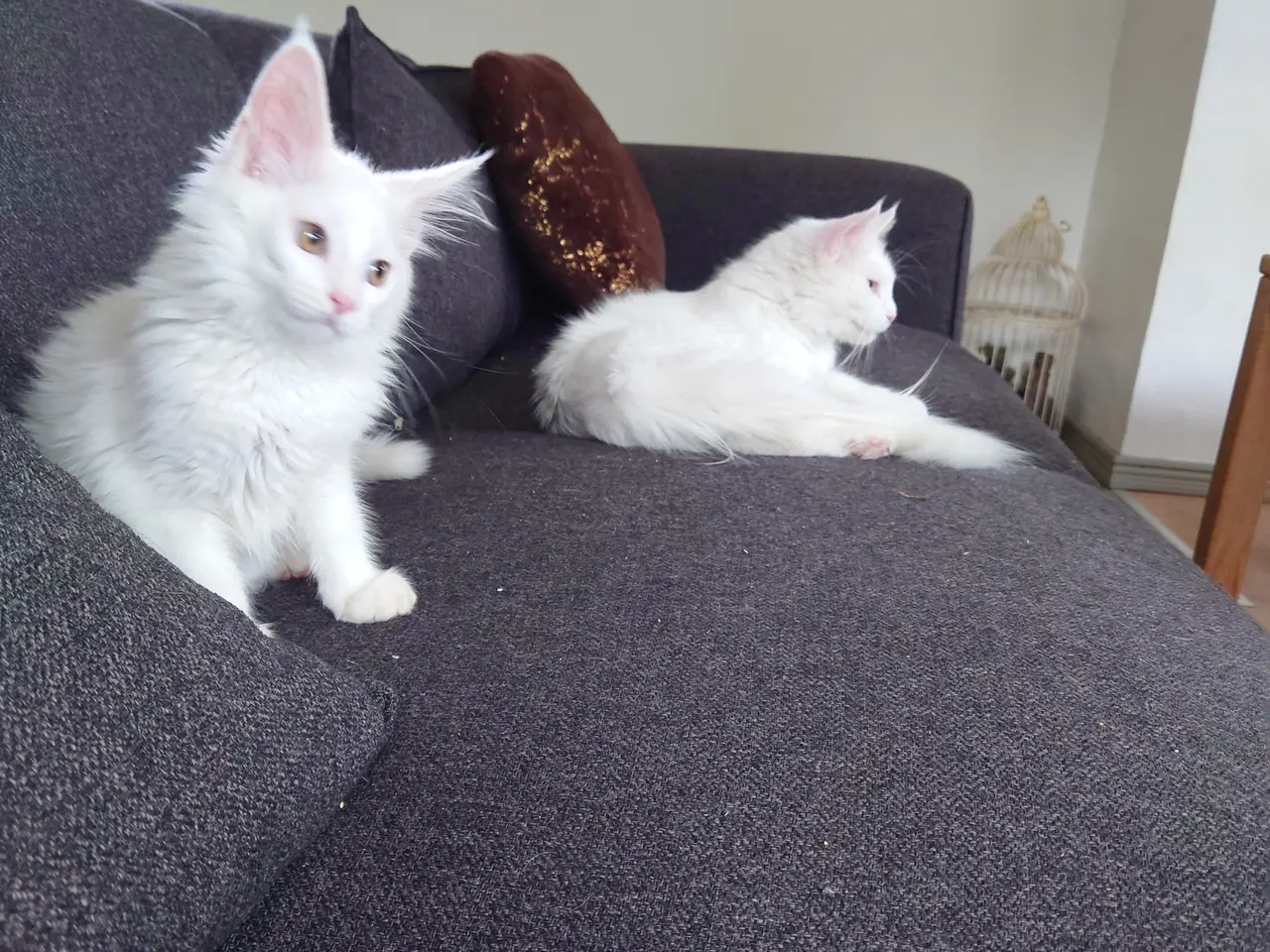 Billede 9 - Smukke Maine coon far med tavle