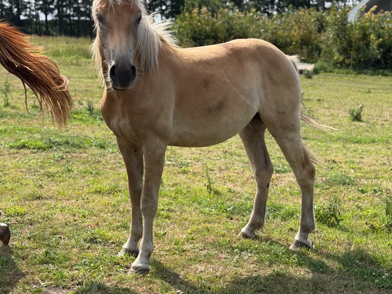 Billede 3 - 2 års haflinger