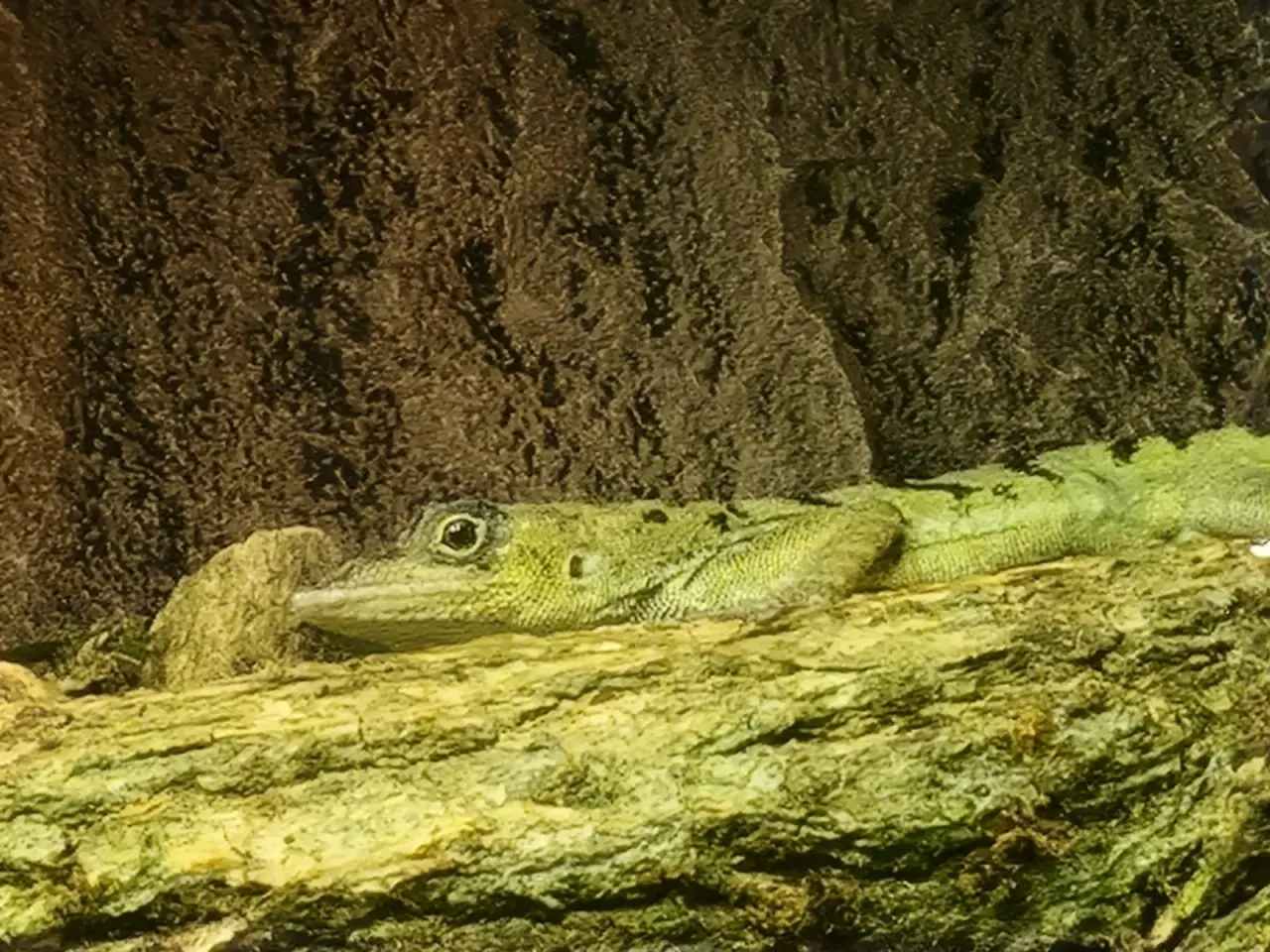 Billede 5 - Anolis roquet salinei 1,1