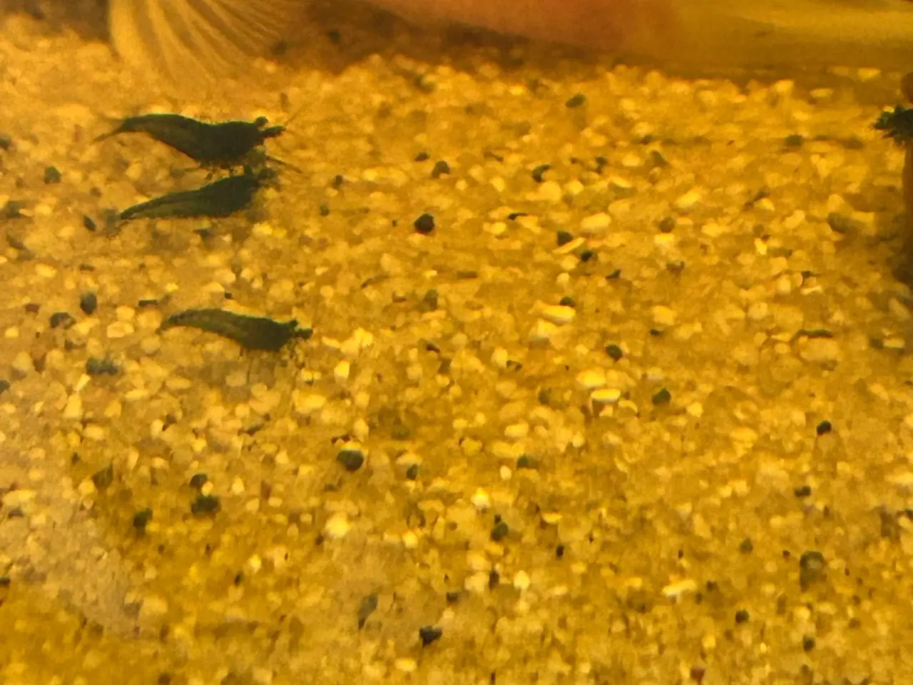 Billede 4 - 🦐💎 Blue Diamond reje– kraftig blå farve | GLS