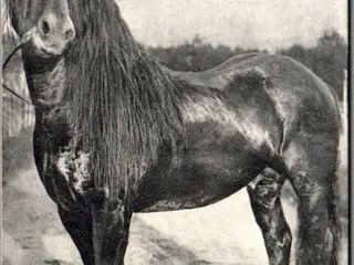 Guldbrandsdalsk Hest - Norge - Ubrugt