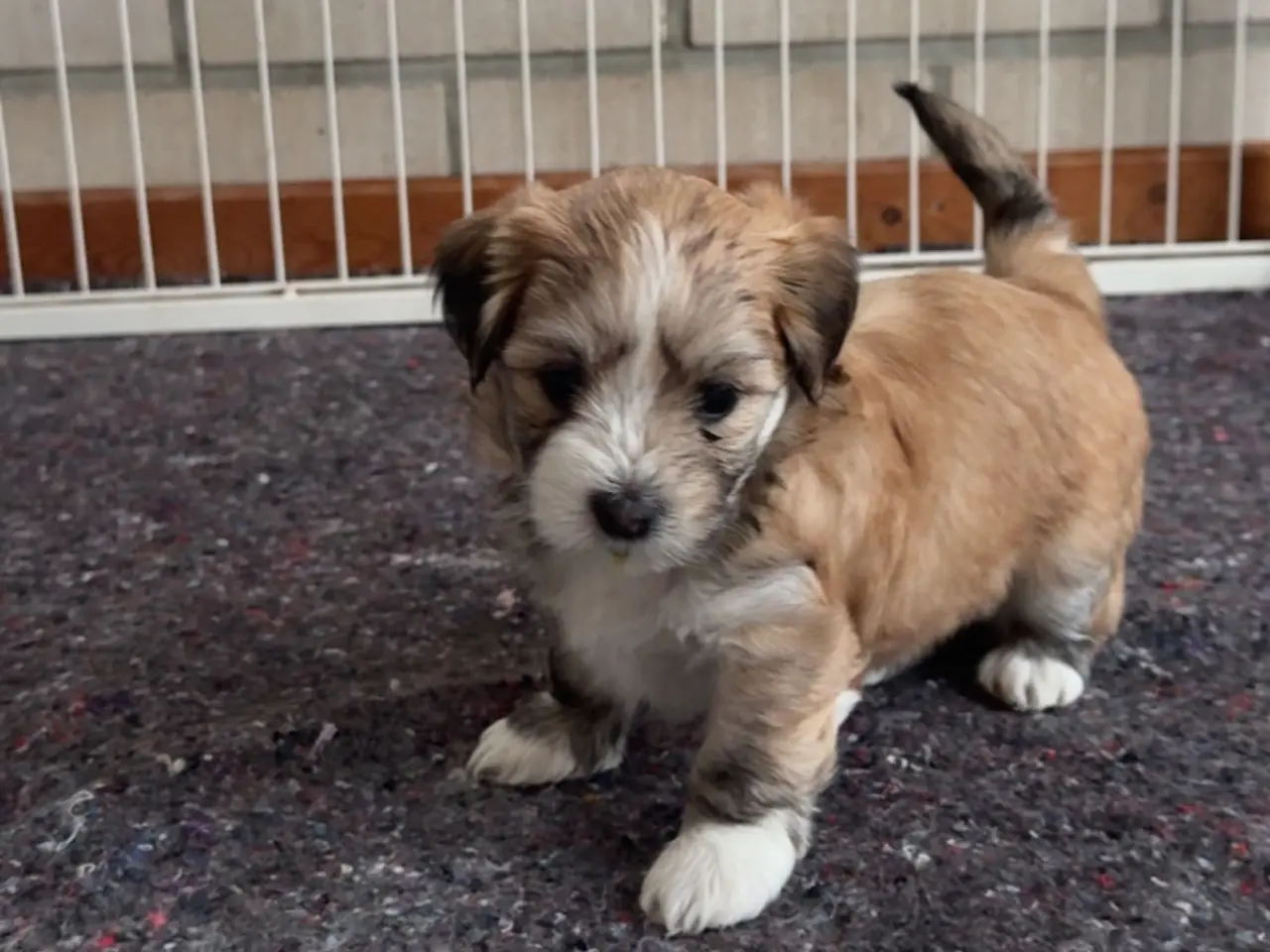 Billede 5 - Smukke bichon havanais hvalpe