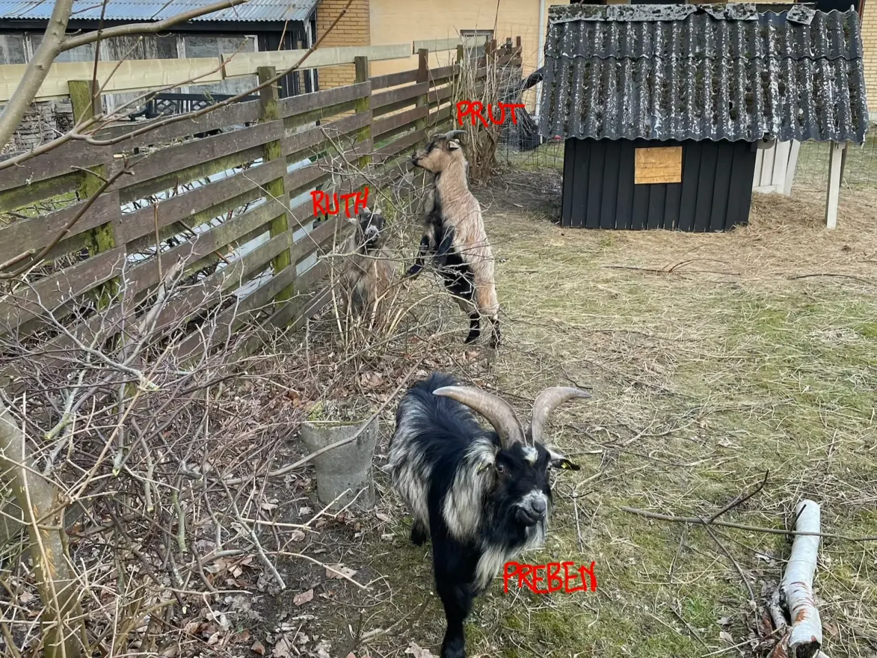 Billede 1 - Dværg buk udlejes