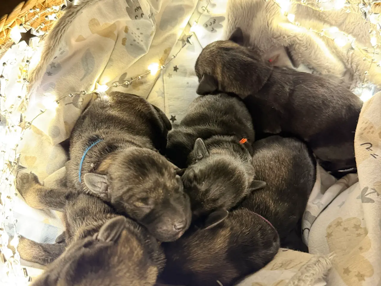 Billede 2 - Miniature Schnauzer – kommende kuld Garywild FCI