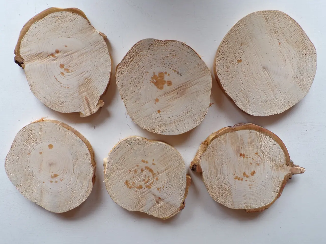 Billede 1 - 6 Thuja Træskiver med / uden bark - 16 -17 cm